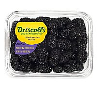 Blackberries Prepacked Fresh - 12 Oz