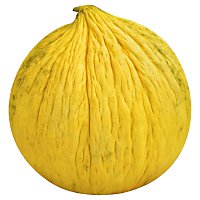 Casaba Melon - Image 1