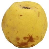 Quince - Image 1