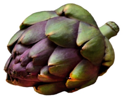 Baby Purple Artichoke