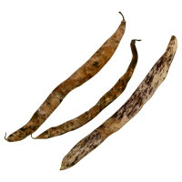 Dragon Tongue Beans - 1 Lb - Image 1