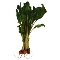 Golden Baby Beets - Image 1