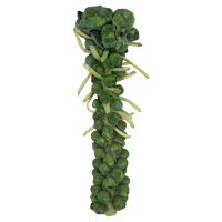 Brussel Sprout Stalks - Image 1