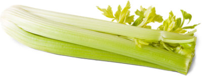 Celery 1 Bunch