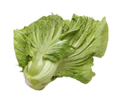 Cabbage Gai Choy Mustard - 1 Lb