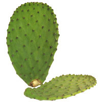 Cactus Leaves