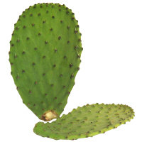 Cactus Leaves - Image 1