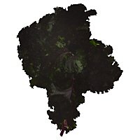 Kale Flowering - Image 1