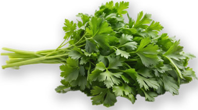 Italian Parsley 1 Bunch
