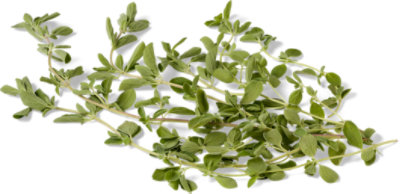 Oregano - 1 Bunch - Image 1