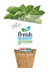 Live Basil - Image 1