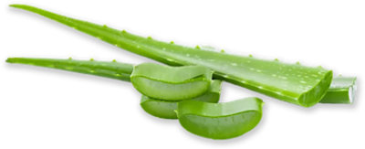 Aloe Vera Leaves