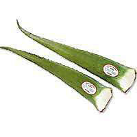 Aloe Vera Leaves - Image 1