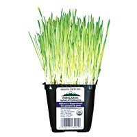 Wheat Grass Organic Prepacked - Each