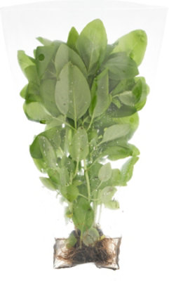 Basil Hydroponic Prepacked - Image 4
