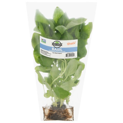 Basil Hydroponic Prepacked - Image 2