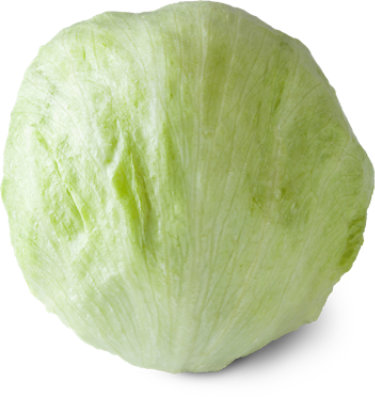 Iceberg Lettuce