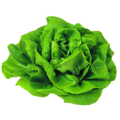 Butter Bibb / Boston Lettuce - Image 1