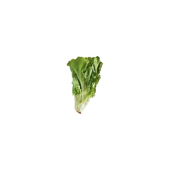 Escarole Lettuce