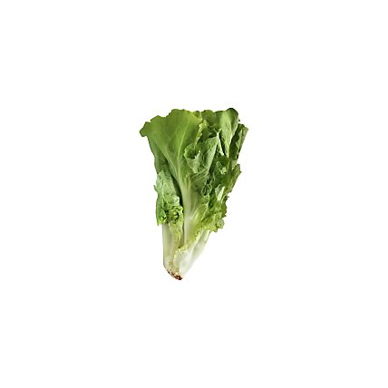 Escarole Lettuce - Image 1