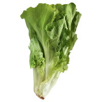 Escarole Lettuce - Image 1