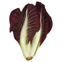 Red Belgian Endive Lettuce