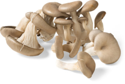 Mushroom Oyster Fresh Mushroom - .25 Lb