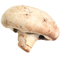 Baby Button Baby Mushrooms - 1 Lb - Image 1