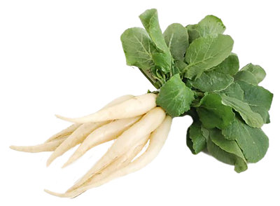 Radishes Icicle White - Image 1