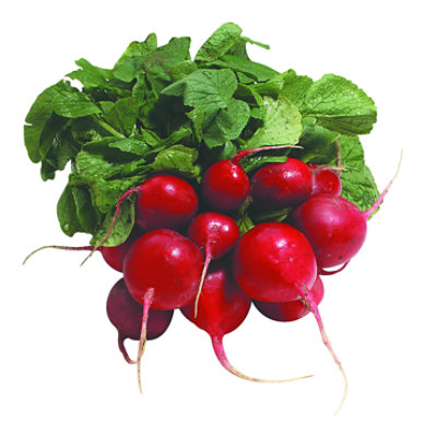 Radishes Baby - Each