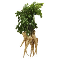 Parsley Root