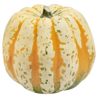 Carnival Squash - Image 1