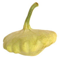 Squash Patty Pan - Image 1