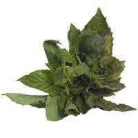 Organic Fresh Basil - Each - Image 1