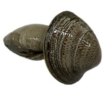 Seafood Counter Clam Cherrystone Live - 1.00 LB