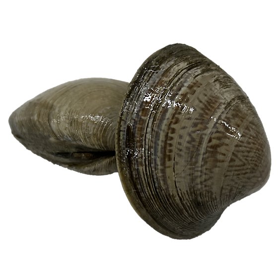 Seafood Counter Clam Cherrystone Live - 1.00 LB
