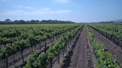 Acacia Vineyard Wine A By Acacia Pinot Noir - 750 Ml - Image 3