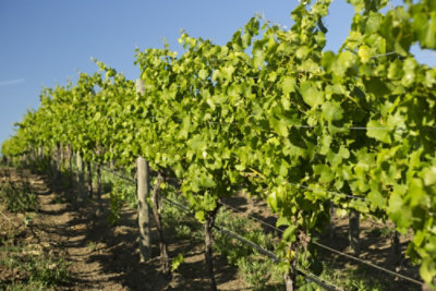 Acacia Vineyard Wine A By Acacia Pinot Noir - 750 Ml - Image 4