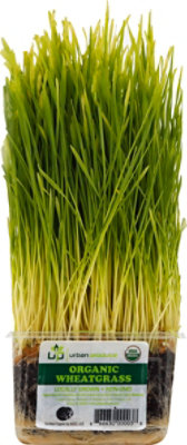 Wheat Grass Organic - Each - Image 2