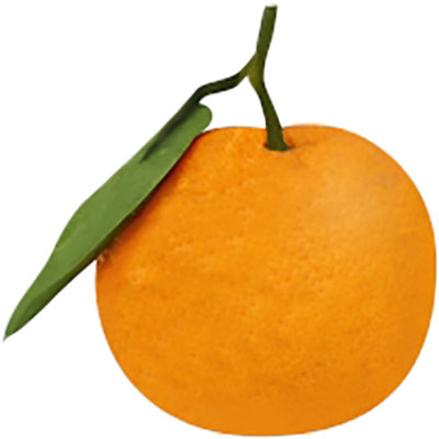Mandarins Satsuma - Image 1