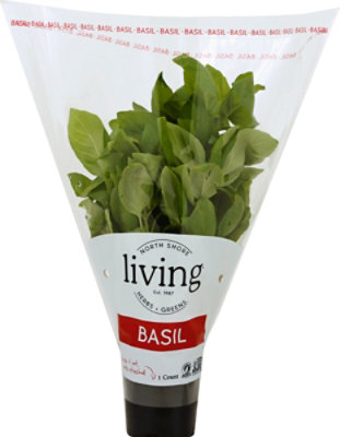 Potted Living Basil - Each - Image 2