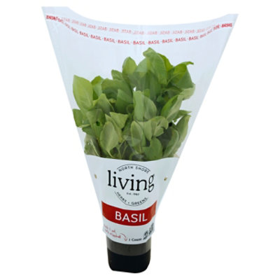 Potted Living Basil - Each - Image 1