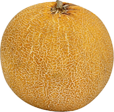 Galia Melon