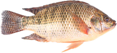 Tilapia Whole Previously Frozen - Lb - Image 1