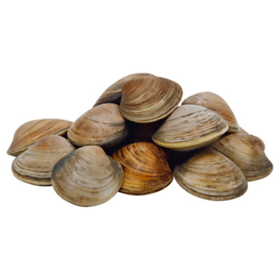 Seafood Service Counter Clam Venus Live - 3.50 LB