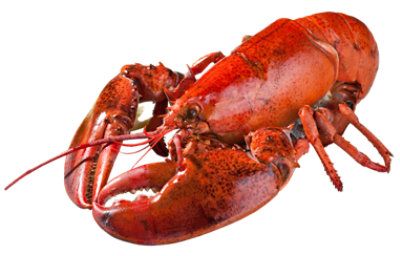 Lobster Steamed Chilled Medium Fresh Service Case 1 Count - Between 1-1.5 Lbs - Image 1