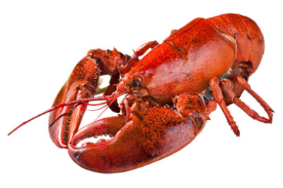 Lobster Steamed Chilled Large Fresh Service Case 1 Count - 3 Lb