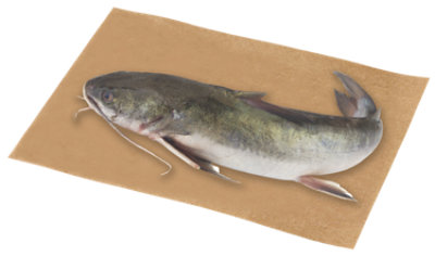 Fish Catfish Whole Fresh Service Case - 1.75 Lb - Image 1