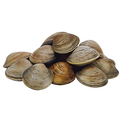 Seafood Service Counter Clam Littleneck New Zealand Live - 1.50 Lbs. - Image 1