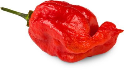 Ghost Peppers